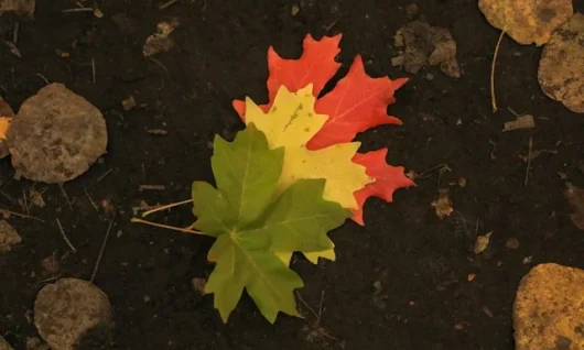 3 fallen leaves coloured green, yellow and orange on dark soil